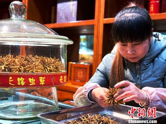 青海冬虫夏草产量居全国之首潜在经济价值可观