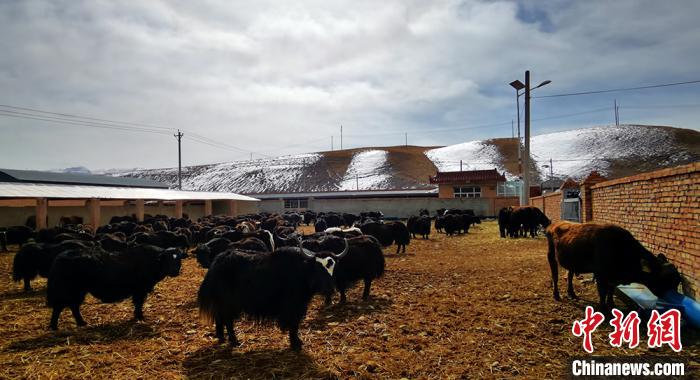 甘肃藏区“高原牦牛”繁育基地：“肉奶双赢”助牧民增收
