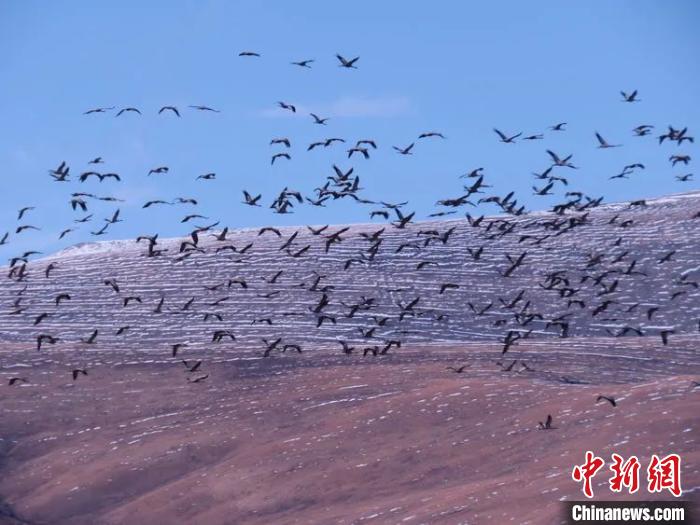 青海玉树黑颈鹤数量达历史最高峰值