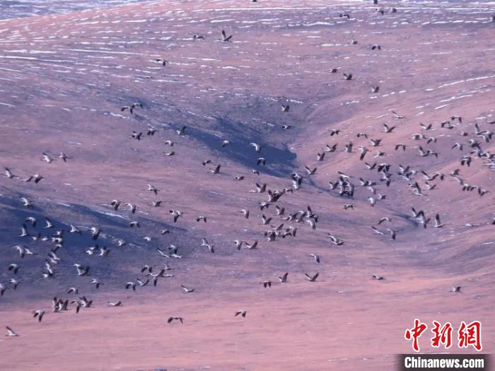 图为在嘉塘草原上飞翔的黑颈鹤。称多县委宣传部供图