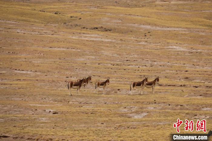 昆仑山下野牛沟野生动物多样性有效恢复