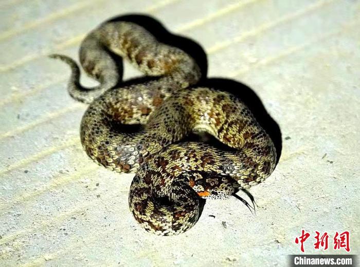 四川石渠县：首次拍到和发现红斑高山蝮蛇新种踪迹