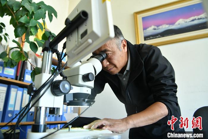 方震东在办公室用显微镜观察植物标本。刘冉阳 摄