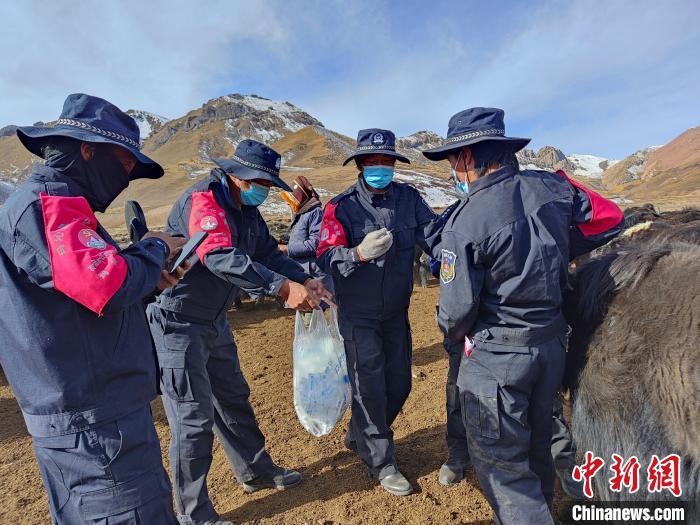 图为义警队员协助工作人员为牦牛接种疫苗。　青海果洛州玛沁县公安局下大武派出所供图