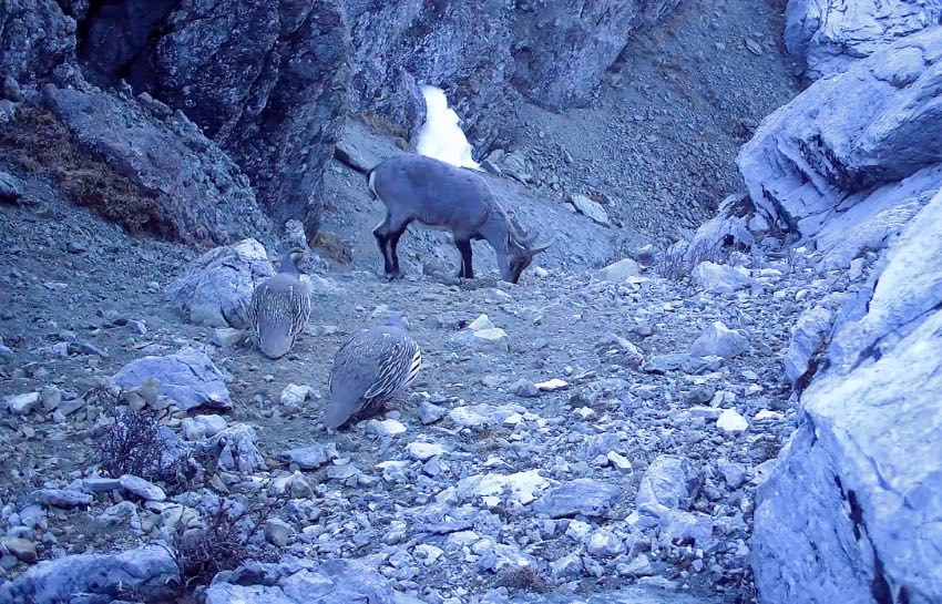 岩羊和两只藏雪鸡。凉山州委宣传部供图