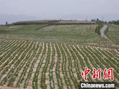 青海：涉农领域多项研究成果获殊荣