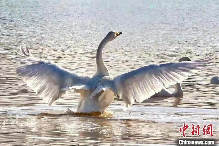 图为一只大天鹅在水中沐浴。　严桉 摄