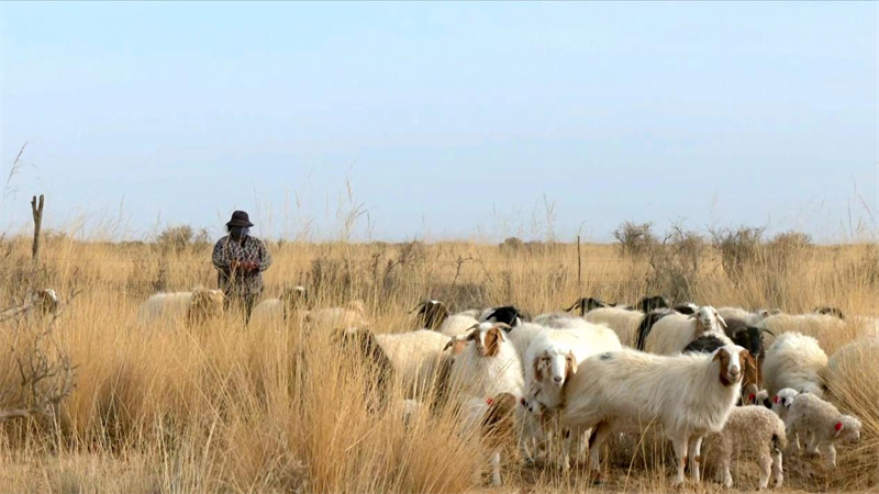 戈壁草原上的产羔羊群。娜仁花摄