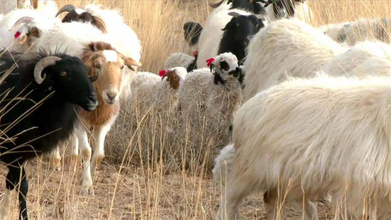 戈壁草原上的产羔羊群。义西桑摄