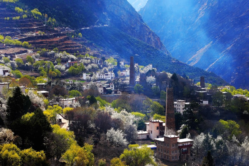 丹巴梨花绽放迎客来。丹巴县委宣传部供图