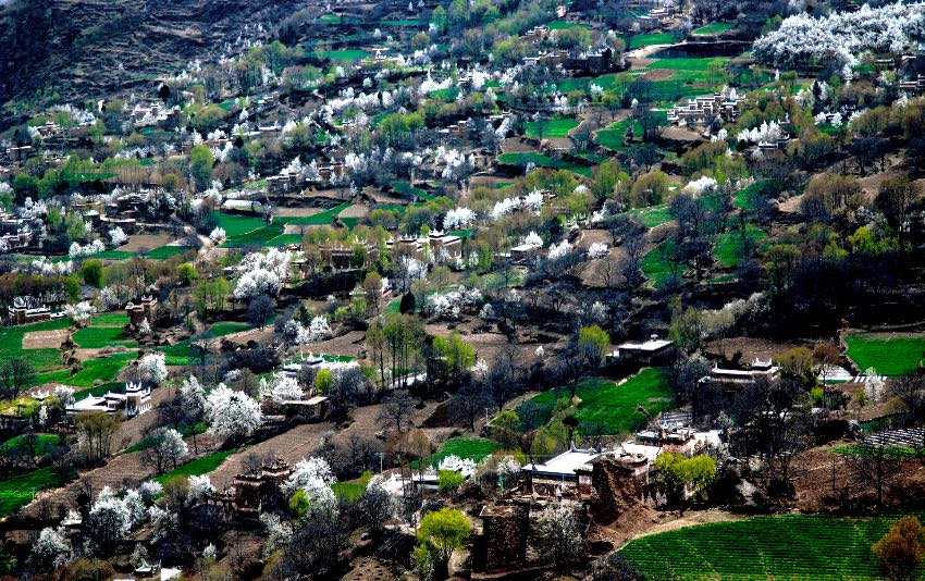 丹巴梨花绽放迎客来。丹巴县委宣传部供图