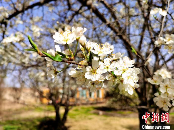 图为梨花。　张添福 摄