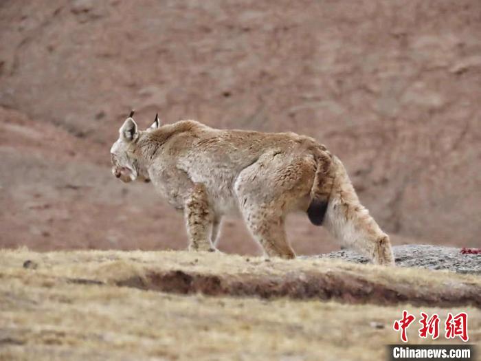 图为三江源国家公园长江源园区内的野生猞猁。　格加 摄