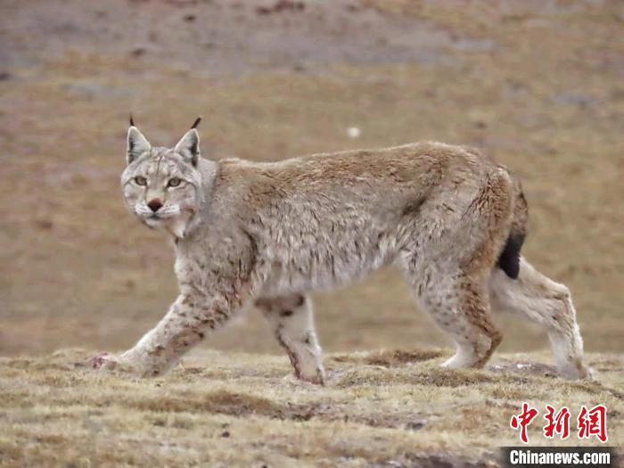 图为三江源国家公园长江源园区内的野生猞猁。　格加 摄