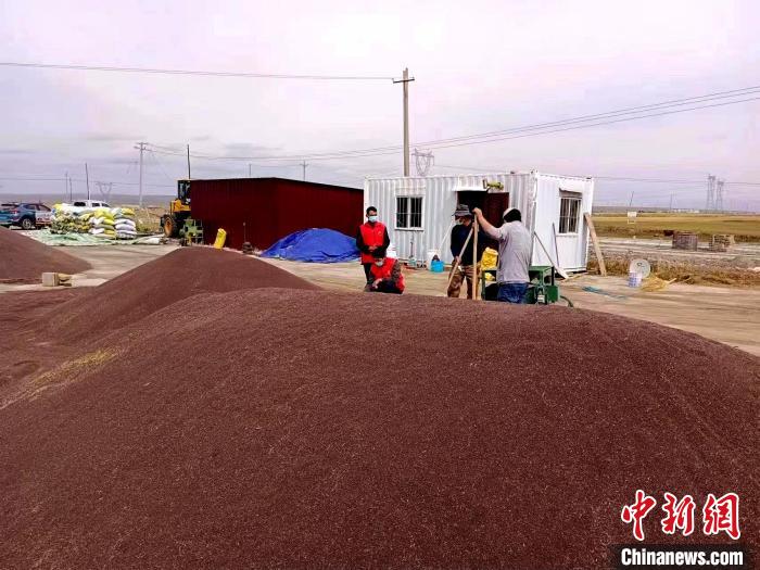 青海湖北岸刚察草原：小小油菜籽“种”出乡村“振兴路”