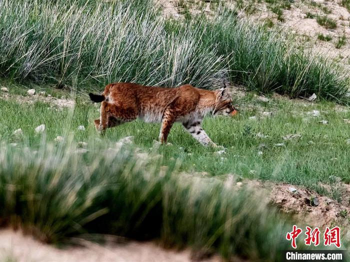 青海都兰：猞猁悠闲漫步呆萌可爱