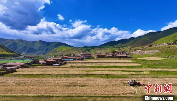 青海班玛黑青稞迎丰收