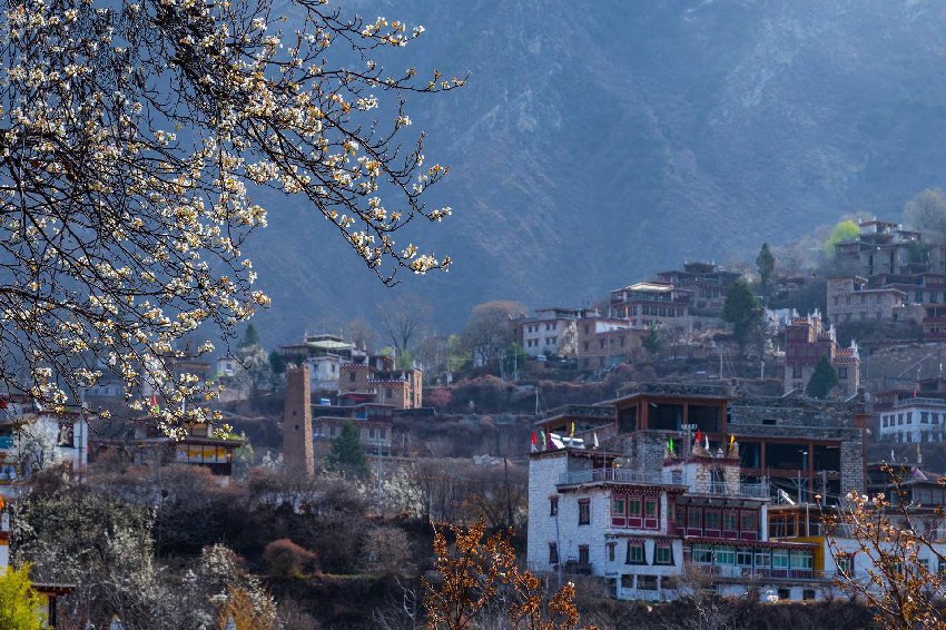 丹巴梨花。何曦摄