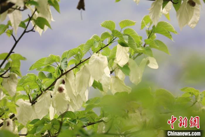 四川松潘:万株野生珙桐花竞相绽放