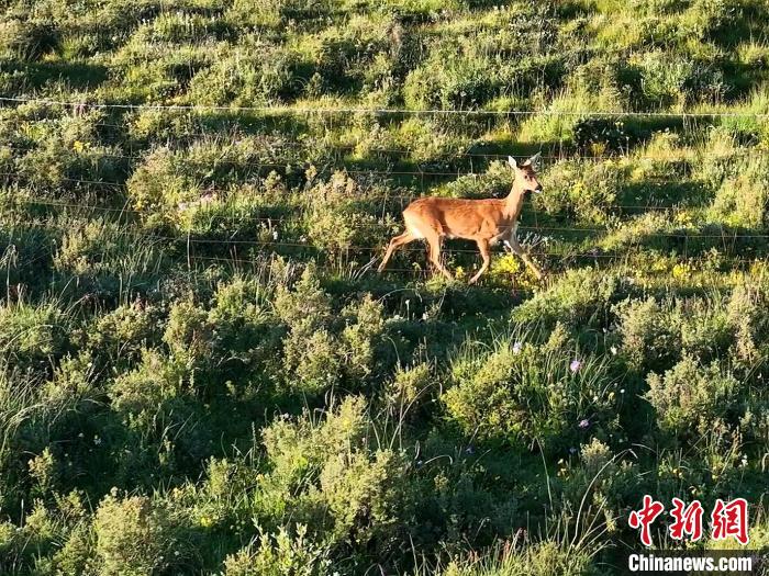 青海刚察野生动物频现“组团”“单飞”惬意无限