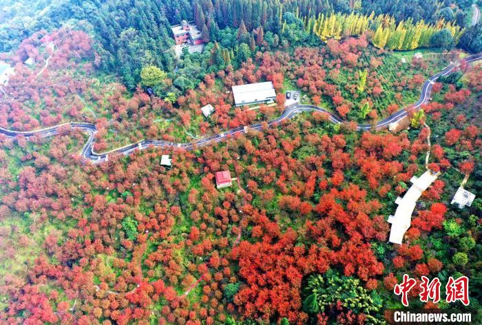 四川汶川：满山樱花树红叶惹人醉