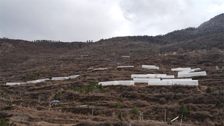 木日窝村蓝莓示范基地。黑水县融媒体中心供图