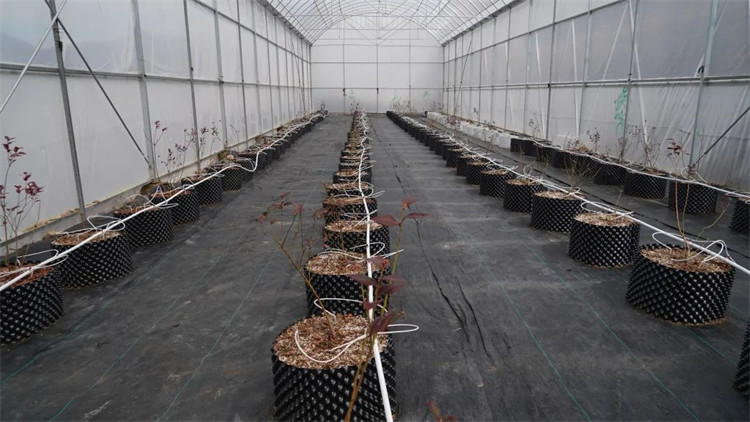 木日窝村蓝莓示范基地的蓝莓苗。黑水县融媒体中心供图