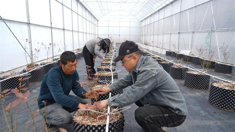 任宇和工人一起为蓝莓苗修枝。黑水县融媒体中心供图