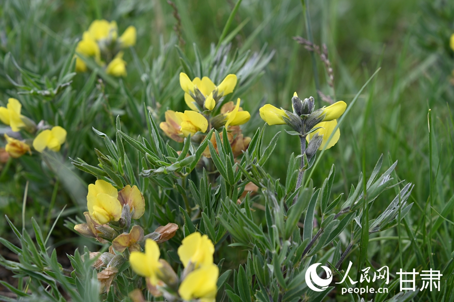 甘肃夏河:夏日草原牧歌悠扬【9】