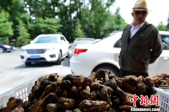 西藏林芝松茸上市每斤价格超210元