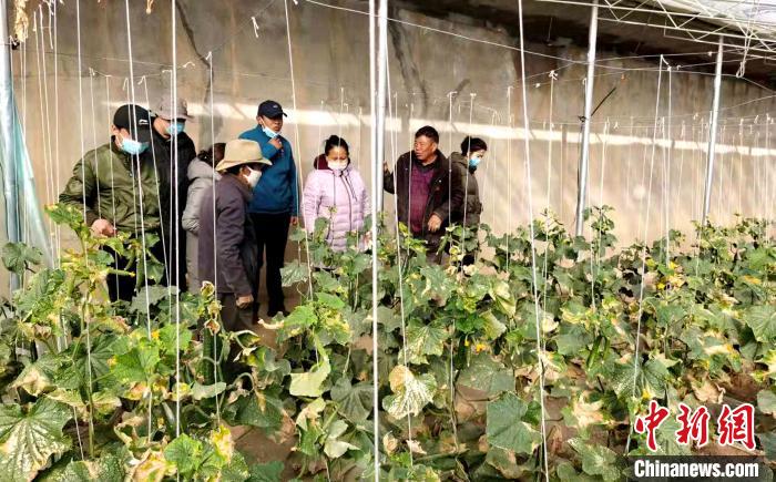西藏蔬菜技术骨干走进田间传授技术提升基层蔬菜产能