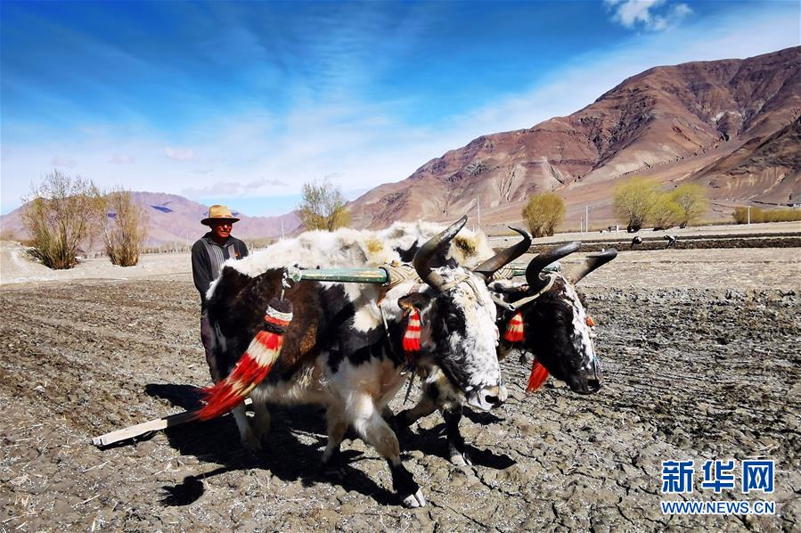 （经济）（3）西藏日喀则：农民春耕忙