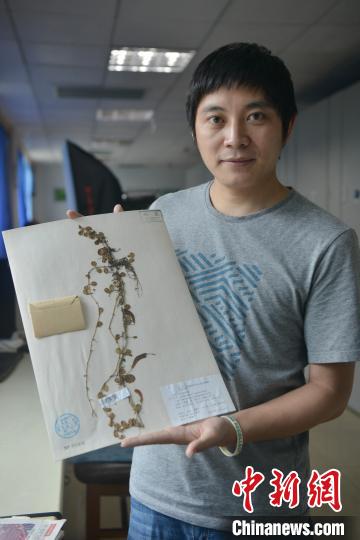 中国东喜马拉雅山南坡发现“隐世”百年的贝叶芒毛苣苔
