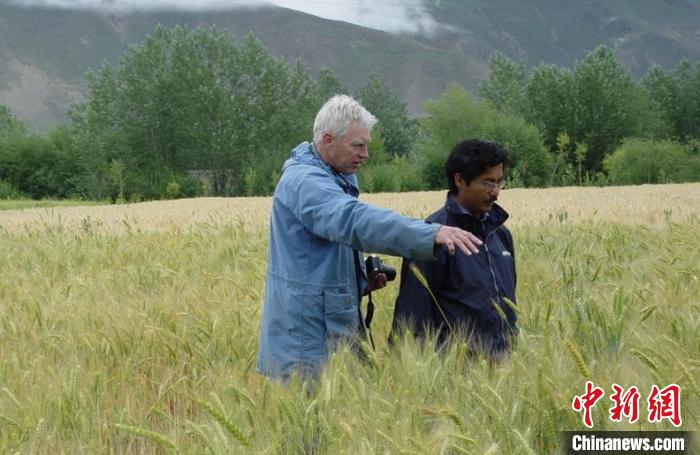 图为尼玛扎西(右)与外国专家在田间调研(资料图)。西藏农科院 供图