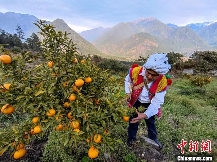 林芝下察隅镇京都村101亩耙耙柑丰收。　江飞波 摄