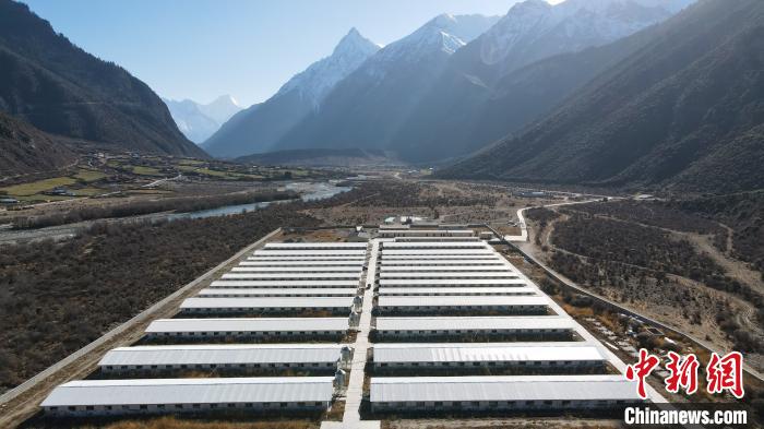 图为西藏林芝市波密县的标准化、产业化藏猪养殖基地。　江飞波 摄