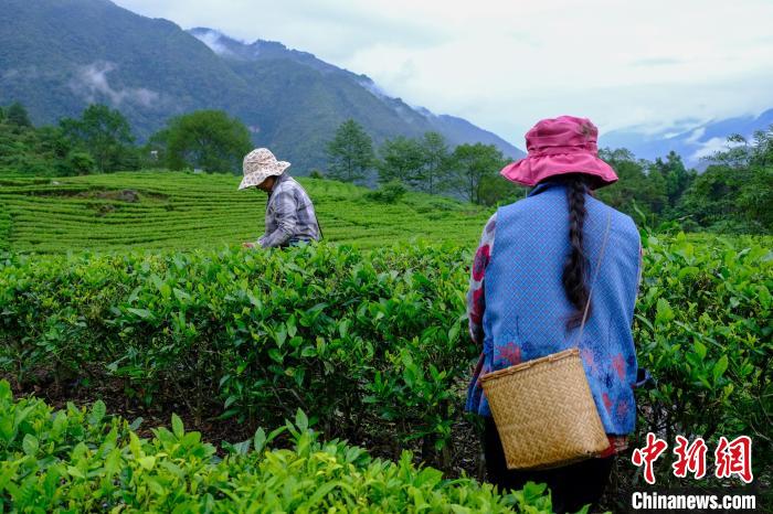 西藏墨脱茶叶成为农牧民增收致富“金叶子”