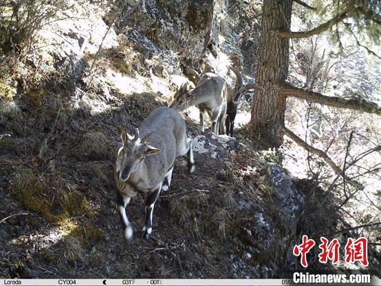 图为相同位点记录到的雪豹主要猎物—岩羊。　中国科学院昆明动物研究所提供