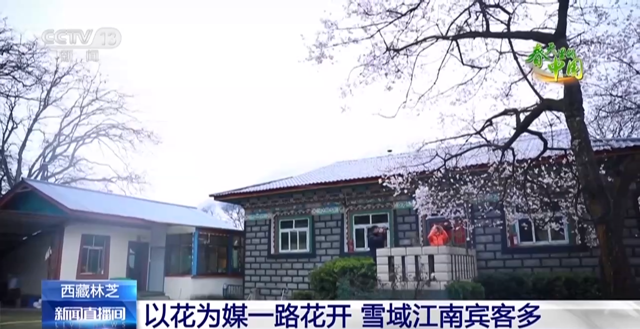 西藏林芝：巍峨雪山阡陌良田 桃花谷春色惊艳