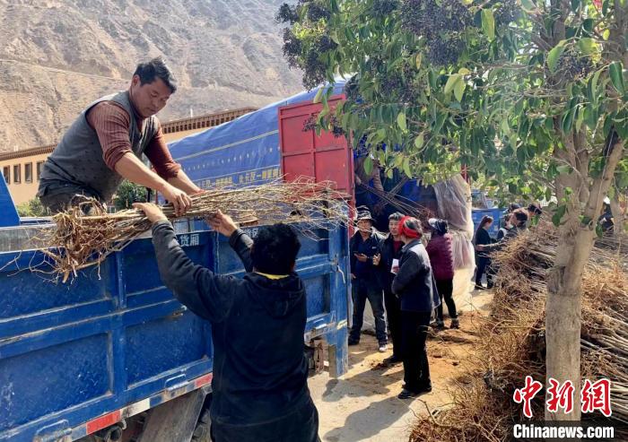 西藏昌都芒康县在各乡镇大力推广经济林木种植。　昌都市芒康县委宣传部供图