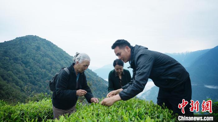 图为银发旅游体验团两位老人体验采茶。　西藏专项旅游协会供图