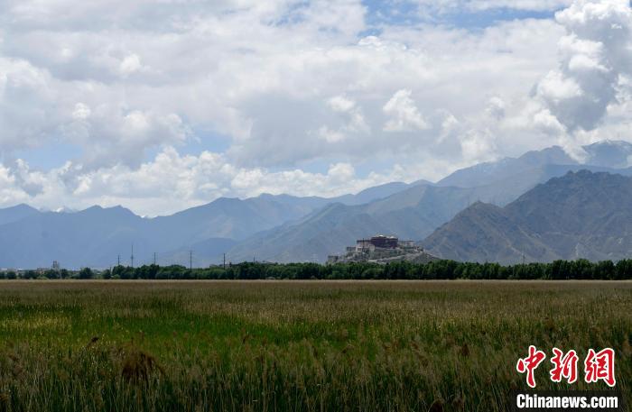 图为6月22日，西藏拉萨拉鲁湿地。　李林 摄