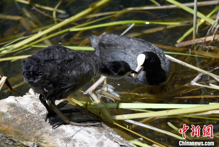 图为6月22日，栖息在拉鲁湿地内的古顶鸡正在给幼鸟喂食。　李林 摄