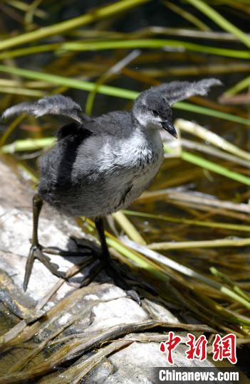 图为6月22日，栖息在拉鲁湿地内的古顶鸡幼鸟。　李林 摄