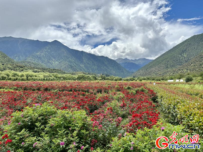 我们的家园丨工布花谷：高原花开香飘全国，产业经济增收致富