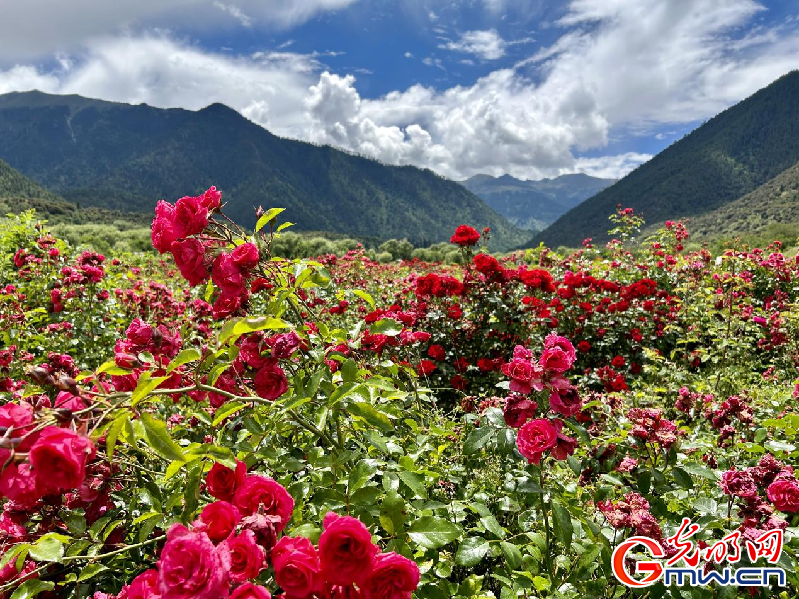 我们的家园丨【组图】 绿水青山入画，“金山银山”筑起