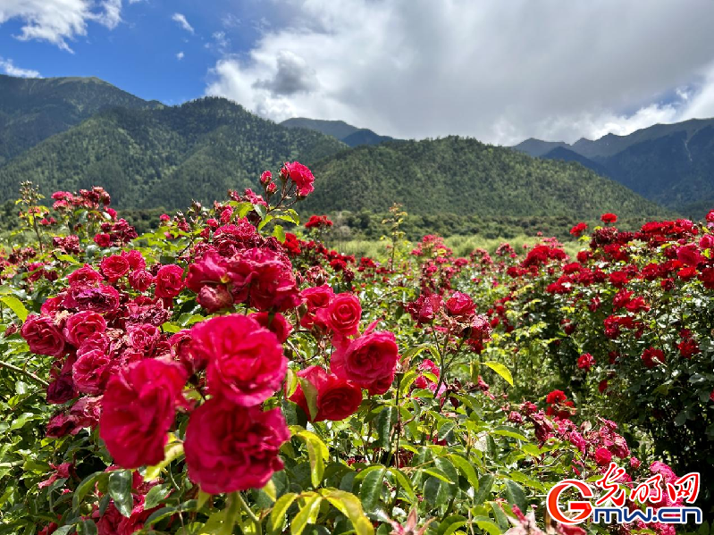 我们的家园丨【组图】 绿水青山入画，“金山银山”筑起