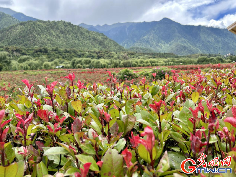 我们的家园丨【组图】 绿水青山入画，“金山银山”筑起