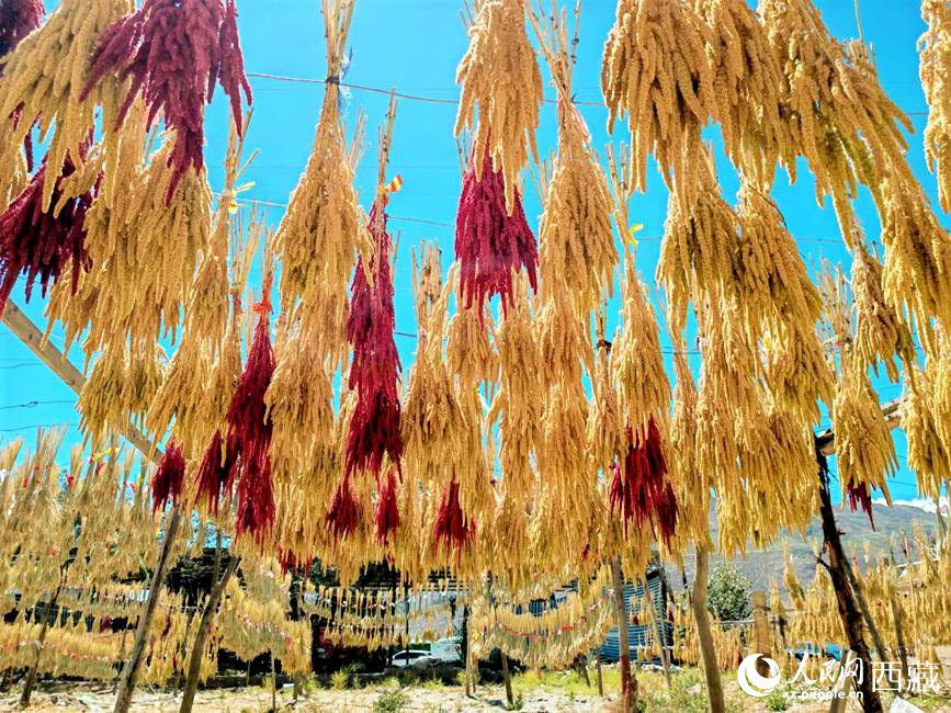 高原别样晒秋  “藏年花”里话增收【10】