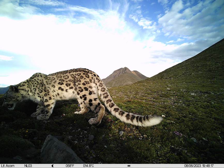 雪豹影像。山水自然保护中心供图